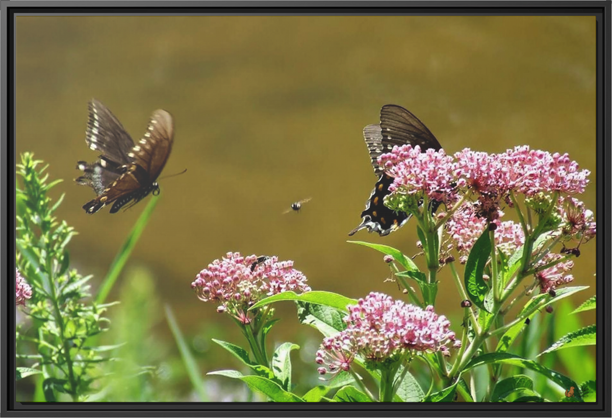 Reflections of Serenity, Framed Canvas Print