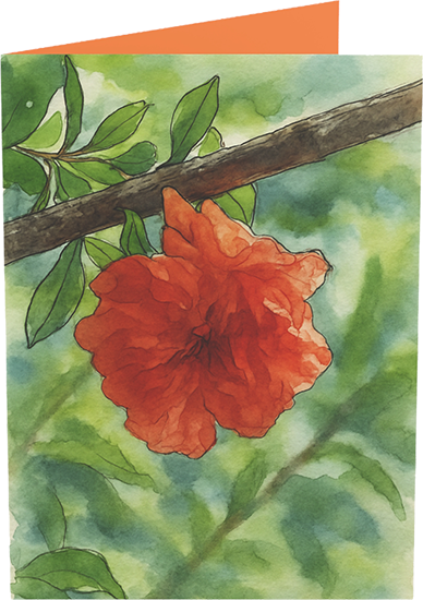 Pomegranate Bloom Watercolor Greeting Cards — Sets of 10 or 50